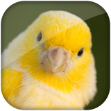 com.cantopajaros.CantoCanarioBelga.pajaro
