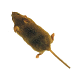 com.dmitsoft.mouse