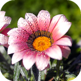 com.amazingbackgrounds.flowerswallpapers