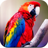 com.hd.Parratwallpaper.Beautifulparratwallpaper.parrotimage.birdwallpaper