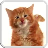 it.gironacci.cat.licks.free