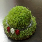 shafagh.behtarinsabzehayeeyd