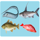 com.bitbells.fishnames