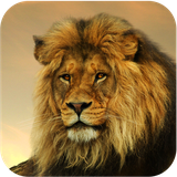 com.applicious.lionwallpapers