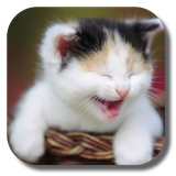 com.kklivewallpaper.funnycat