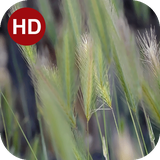 ir.hmh.PeaceLiveWallpaper_36_free