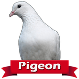 com.waliafreestudio.flyingpigeonwallpaper
