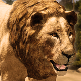 com.yamtargames.lion