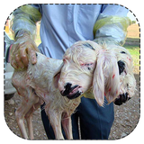 jaleb.v.ajibolkhelqe