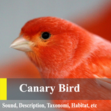 com.phipaya.canarybirdmaster