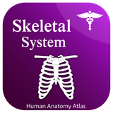 com.humananatomy.skeletalsystem