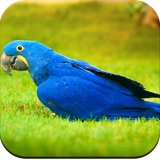 com.parrot.wallpaper.parrotbackground