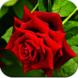 com.hd.rose.wallpaper.best.flowers.wallpapers