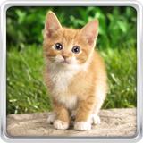 com.CatKittensLiveWallpaper