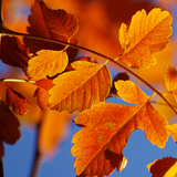 com.blackbirdwallpapers.autumnwallpaper