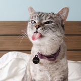 com.socialcat.wastickers
