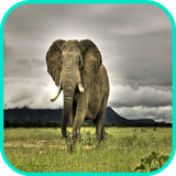 com.app3dwallpaperhd.elephantwallpaper