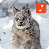 bobcat_sounds.manitdev.info