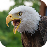 com.ahepton.eaglewallpapers
