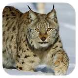lynx.tbem.com