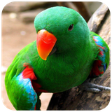 com.hd.parratwallpaper.parrat.bird.image.wallpaper