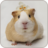com.Guinea.pig.cute.animals.Wallpaper