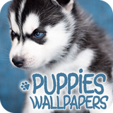 com.david_wallpapers.puppies