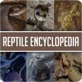 com.candorcreations.encyclopediaofreptile