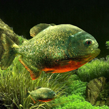 com.xw.art.piranhal3d