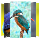 com.suviapps.Kingfisher.Bird.Wallpaper