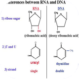 mosbat.nucleotidha