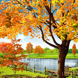 com.blackbirdwallpapers.autumn2016