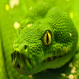 shirkohy.python.fallmar