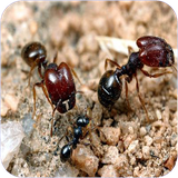 dara.donyayemorcheha