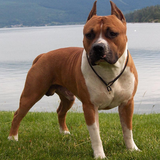 com.dogpuzzles.AmericanStaffordshireTerrier