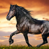 com.freewps.horseslivewallpaperhd