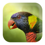 com.kikaapps.lovebird.sounds.music