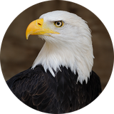 com.sounds.eagle