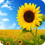com.sunflower.wallpaper.sunflowerdulalwallpaper