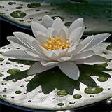 com.dakshapps.beautifullotus