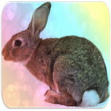 com.lahcenappsinc.rabbit.sounds