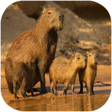 didar.radehaypestandaran