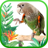 ir.tinasoft.parrot_train_s