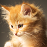 com.cosmicmobile.lw.cats.video.wallpaper.cute.free.for.girls