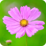 com.nicehdapps.flower.colorful.flowers.wallpapers.HD