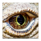 com.komodochess.komodo10