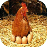 com.sra_ht.bemarehaemorgh