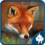 com.titan.tpfox