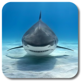 com.kklivewallpaper.shark