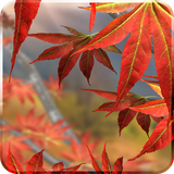 fishnoodle.autumn_free